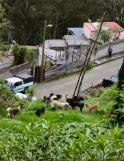 Manada de perros Quito