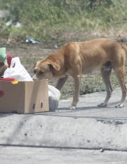Maltrato animal Guayaquil