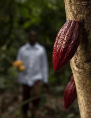 Productor cacaotero en Ecuador