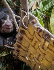 Oso andino zoológico de Quito