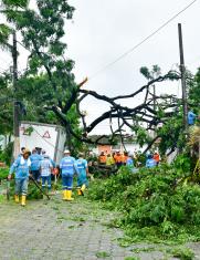 árbol caído en La Alborada