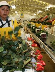 CULTIVO DE FLORES en Ecuador