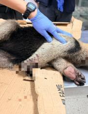 Oso hormiguero por perros