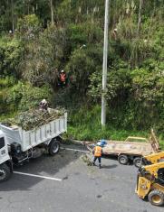 retiro de arboles en Quito