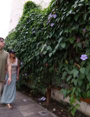 Plantas ornamentales invasivas.