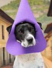 Perritos disfrazados de cucuruchos buscan adopción en Quito.