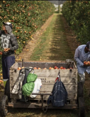 migrantes en el campo