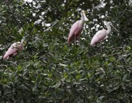 El manglar es ecosistema diverso, cuya totalidad de especies se mantiene sin calcular.