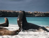 El control migratorio en aeropuertos regula el ingreso de ecuatorianos a Galápagos.
