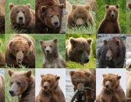 Científicos de la EPFL y la Universidad del Pacífico de Alaska han desarrollado un programa de IA que puede reconocer osos individuales en estado salvaje.