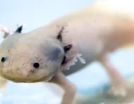 Fotografía de un ejemplar de ajolote en un área natural protegida de Xochimilco este lunes, en Ciudad de México (México).