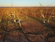 Fotografía de archivo de la continua sequía que afectó a Australia en 2019.