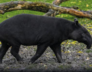 El tapir andino cumple un rol importante en la regeneración de los ecosistemas.