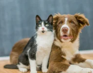 Un gato y un perro juntos, en referencia a la tecnología PettiChat que busca traducir el lenguaje de las mascotas.
