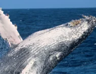 Fotografía cedida por Pacific Whale Foundation / Palo Santo Travel que muestra el salto de una Ballena Jorobada.