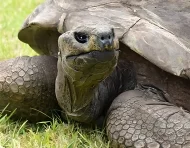 Jonathan es oficialmente reconocido por el Guinness World Records como el animal terrestre vivo más longevo del planeta