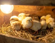 Investigadores estudian cómo se comporta la luz dentro de los huevos para obtener información sobre el desarrollo embrionario sin romper la cáscara.