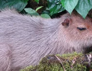 La población ecuatoriana de capibaras habita en la Amazonía ecuatoriana.