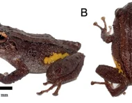 Pristimantis etsa, el cutín de etsa, es una nueva especie de rana descrita por científicos. Solo se conoce de la Condillera del Cóndor, en Zamora Chinchipe.