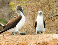 El equilibrio de los ecosistemas en las islas depende del suministro natural de agua. Un ejemplo es la garúa.