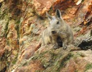La conservación de la vizcacha ecuatoriana impulsa un modelo de trabajo colaborativo que busca proteger su hábitat y fortalecer la prevención de incendios forestales en la provincia de Loja.
