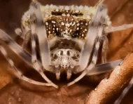 Taczanowskia waska, araña endémica de Ecuador.