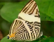 Colobura cryptica, nueva especie de mariposa descrita a partir de un ejemplar recolectado en Napo.