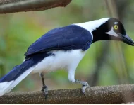 La urraca coliblanca es una de las especies que es posible ver en Guayaquil y alrededores.