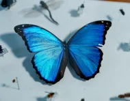 El análisis del ADN permitió identificar más de 8.000 potenciales especies nuevas de insectos en los bosques de la reserva Mashpi-Tayra, en el Chocó Andino de Ecuador.