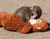 Punch, el mono huérfano de Japón, dejó atrás el peluche de orangután que lo acompañó durante sus primeros meses de vida.