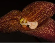 Dracula aguilarii, nueva especie de orquídea ecuatoriana.