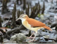 Se sabe poco sobre esta especie a pesar de ser común.