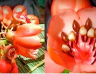 Una de las once especies del género Axinaea que fueron descritas en el estudio.