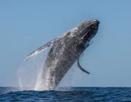 Las ballenas jorobadas llegan a la Costa ecuatoriana entre junio y septiembre para cumplir su ciclo reproductivo.
