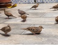 Un grupo de palomitas tierreras. Muestran agresividad entre ellas al competir por alimento.