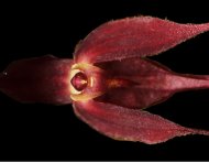 La nueva orquídea descubierta, Pleurothallis pembertonii.