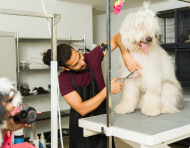 Referencial. Clientes y mascotas en una peluquería veterinaria de Ecuador