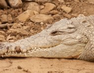 Los humanos entran en conflicto con la especie por falta de educación ambiental.
