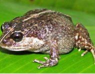 La nueva rana descubierta, 'Lynchius romolerouxae'