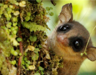 La marmosa rojiza fue una de las especies registradas.