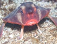 El pez murciélago de labios rojos (Ogcocephalus darwini) se desplaza sobre el fondo marino de Galápagos mediante sus aletas modificadas.
