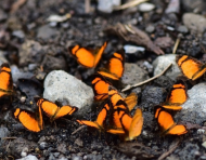 Grupo de mariposas registradas en Sumaco, Napo.