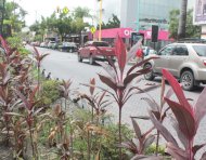 Las peatonales y áreas verdes de Urdesa requieren mantenimiento permanente, con tareas que involucran al Municipio y la participación de los vecinos.