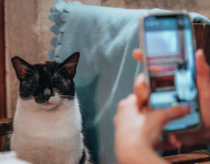 Un usuario fotografía a un gato con Cat Collector para convertir el encuentro en una tarjeta digital coleccionable.
