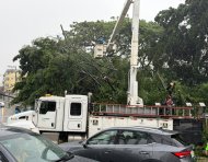 La caída de un árbol de gran tamaño afectó el tendido eléctrico en Lomas de Urdesa durante las lluvias de este lunes 19 de octubre.