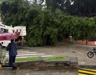 Un árbol cayó en el sector de Lomas de Urdesa, dejando sin luz al sector por horas.