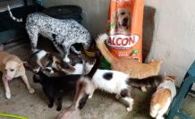 perros