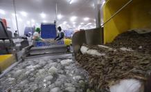 camarón+pandemia+exportación+ecuador