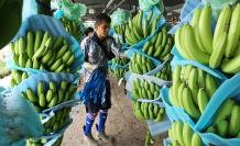 banano+producción+precios bajos