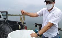 camarones